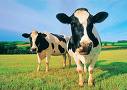 20080302002010-two-cows.jpg