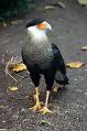 20080525190717-caracara.jpg